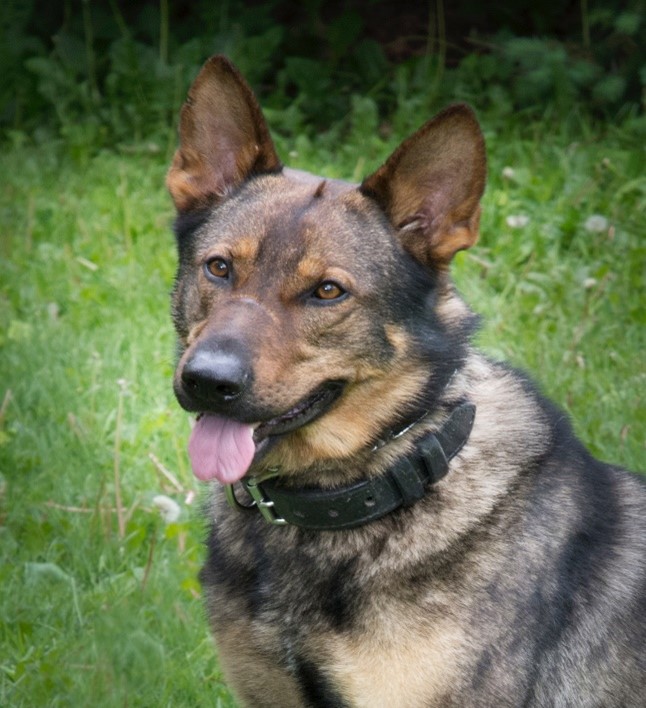 Canine Unit - Niagara Regional Police Service